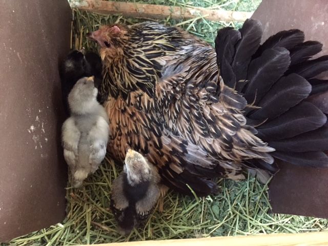 Readers show their chickens